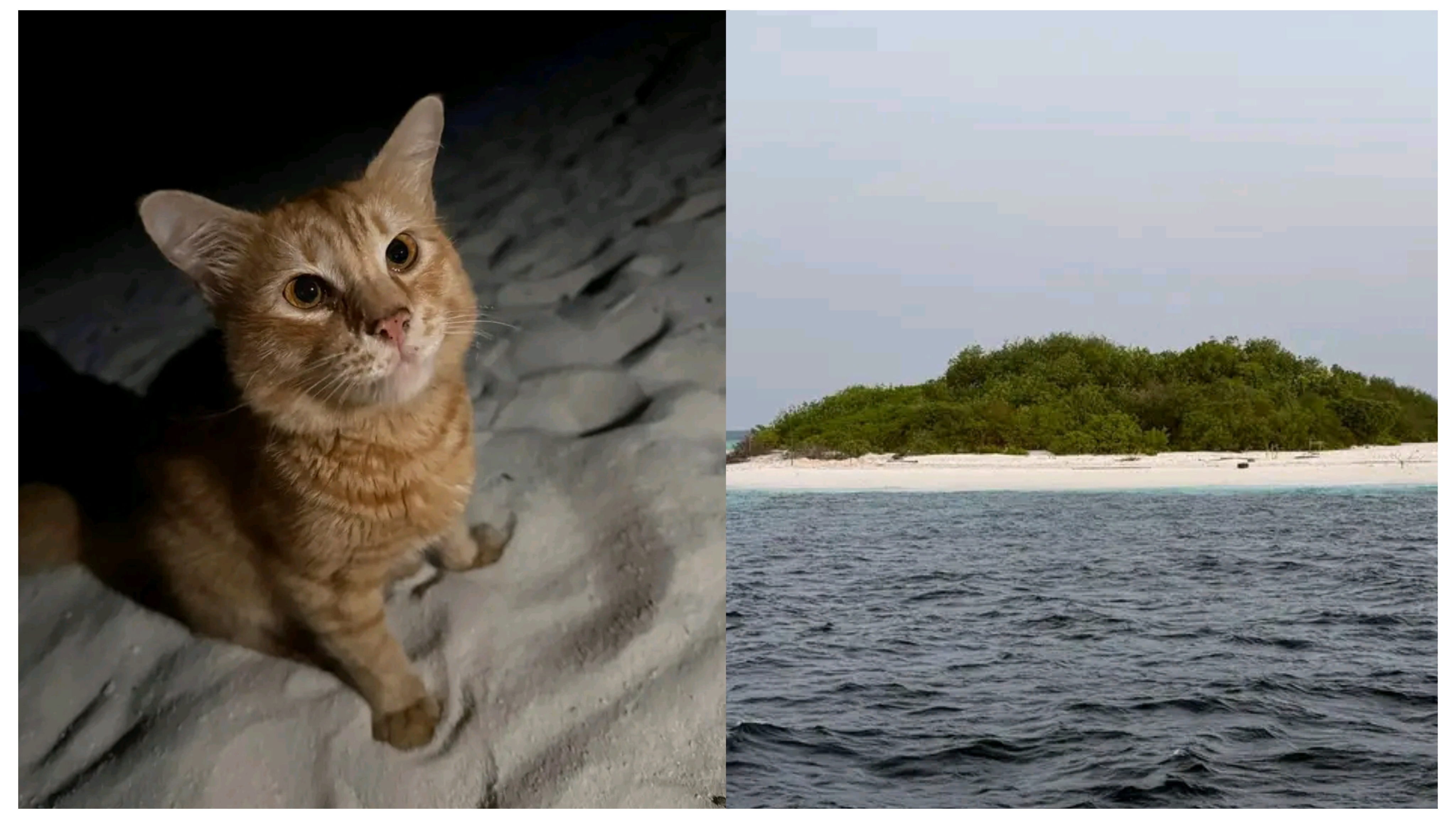 ރާއްޖޭގެ ފަޅުރަށަކަށް އެކަނިވެރިވެފައި އޮތް ބުޅަލެއް ސަލާމަތްކުރުމަށް އެހީއަށް އެދެނީ