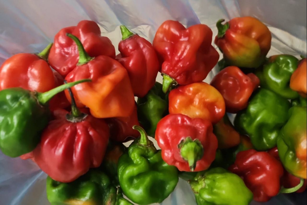 އެސްޓީއޯއިން ބާޒާރަށް މިރުސްނެރުނަސް، ކަނޑޫދޫ ވިޔަފާރިވެރިންނަށް ގެއްލުމެއް ނުވާނެ: ރައީސް