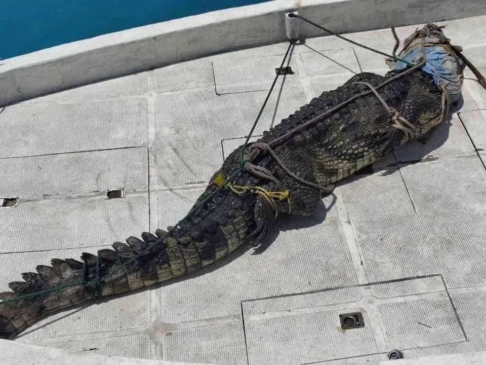 ޅ.އަތޮޅު ފަޅުރަށަކުން 5 ފޫޓުގެ ދިގު ކިނބުލެއް ފެނިއްޖެ