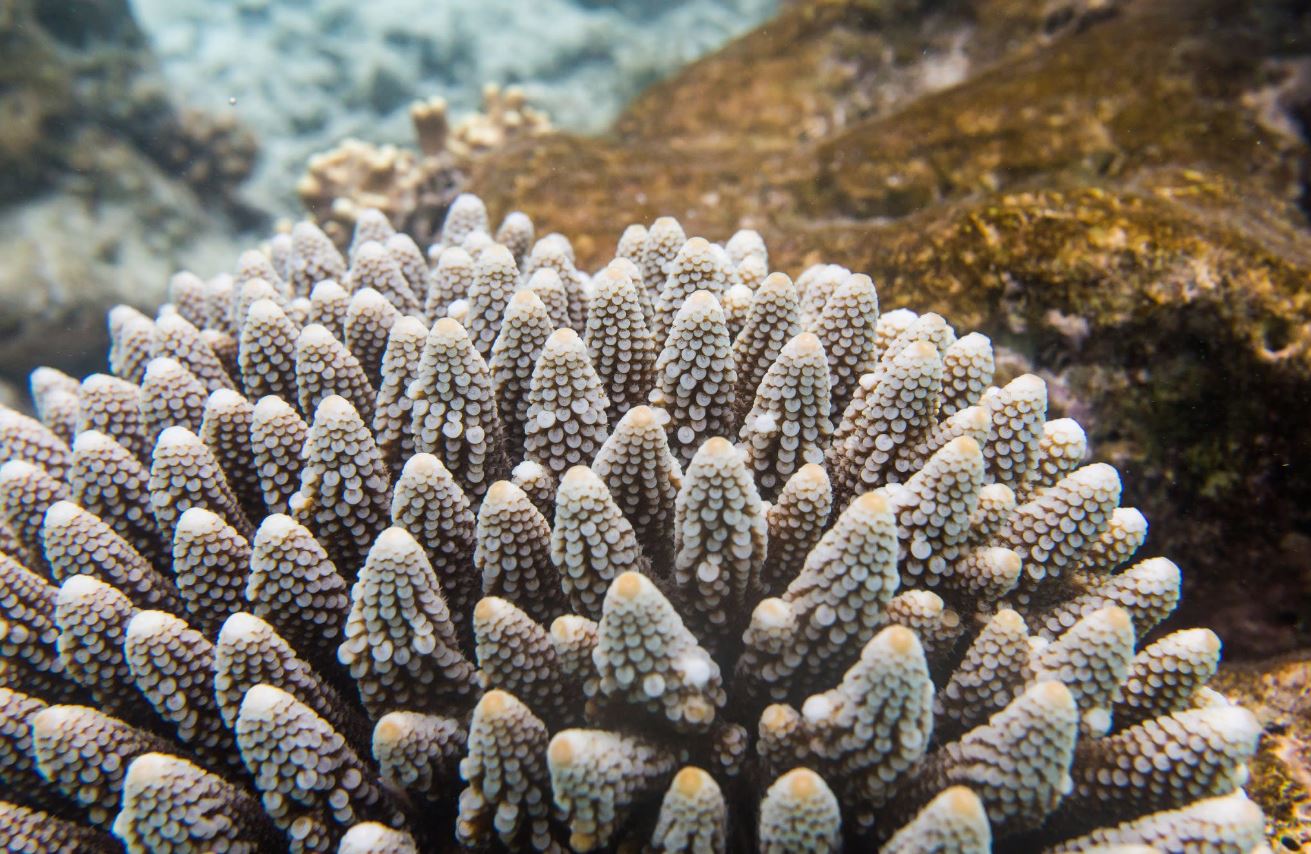 ގައު ހުދުވުމުގެ ހާދިސާތައް ހިނގާފާނެތީ ސަމާލުވުމަށް އިލްތިމާސްކޮށްފި