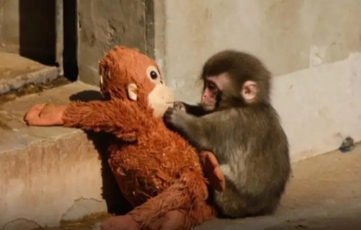 މަންމަ ދޫކޮށްލީމަ، ކުޑަކުޑަ ޕްލަޝް ޓޯއީއެއް ގެންގުޅޭ މަކުނެއް