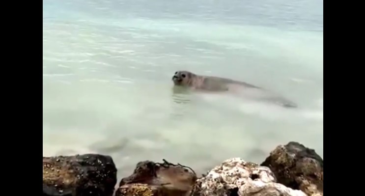 ހިތަދޫ މޫދަށް އެރޭ ސަރަހައްދުން ސީލެއް ފެނިއްޖެ