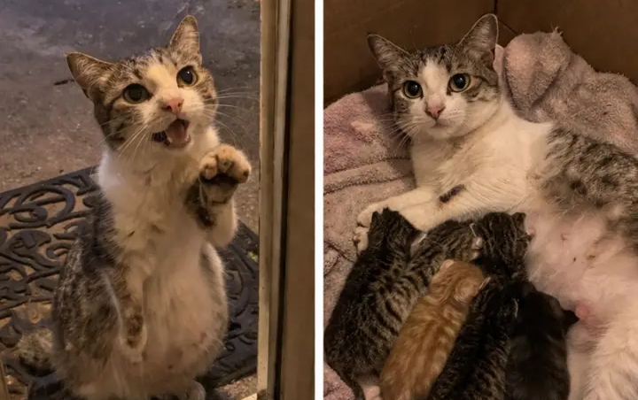 ބުޅަލަކު އޭގެ ދަރިންނަށްޓަކައި އިހުތިޔާރުކުރި އާދަޔާހިލާފު މަންޒިލް