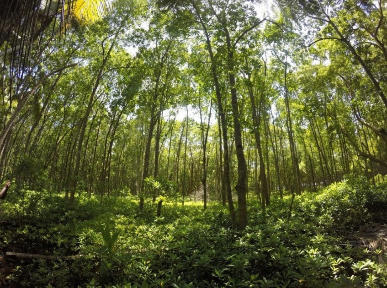 ކޭލަކުނު އިކޯ ޓޫރިޒަމަށް ތަރަަގްގީ ކުރަނީ