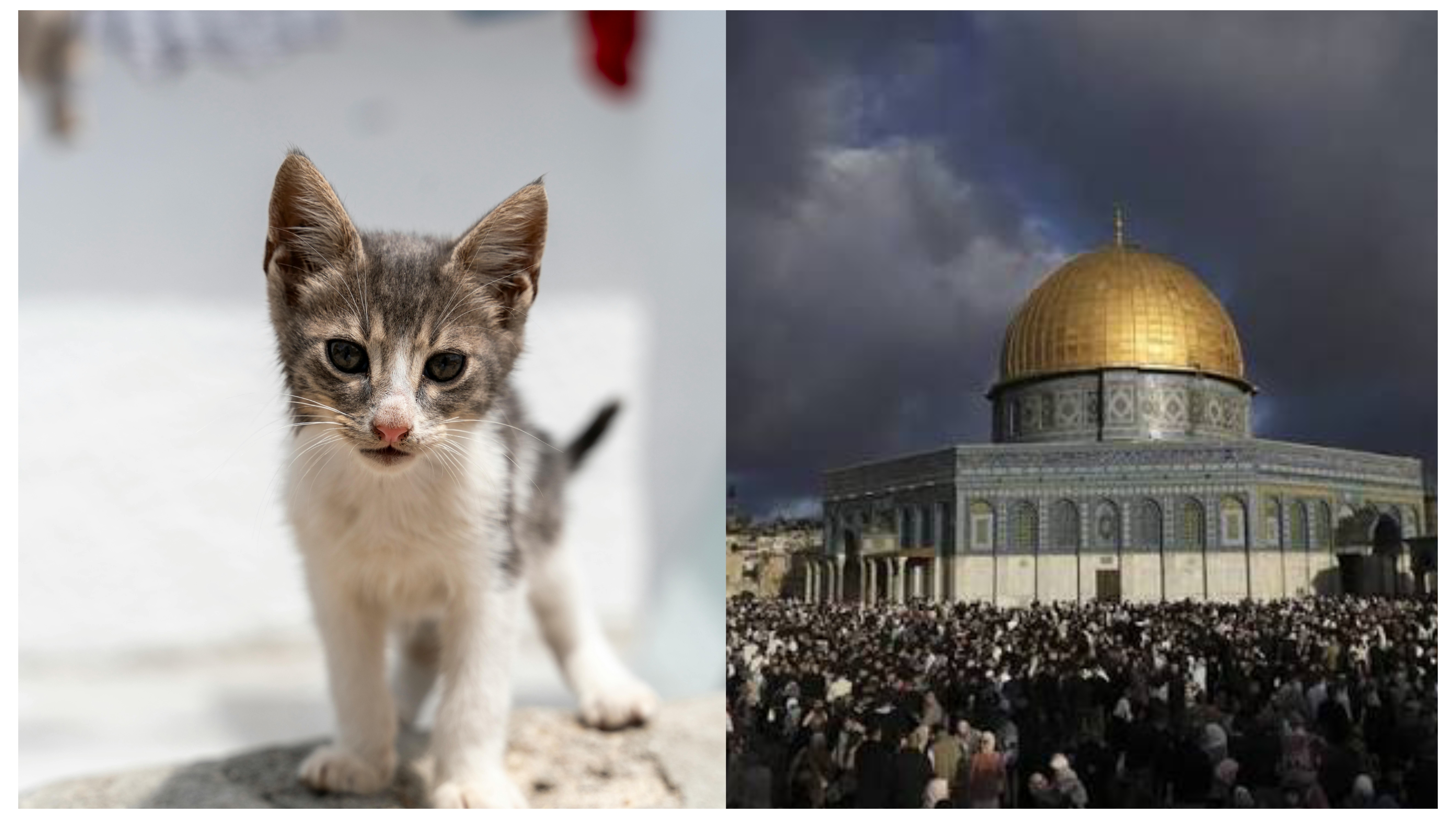 40 ދުވަހަށްފަހު އަލްއަޤްޞާ ހުޅުވާލުމުން، ގޭޓުން އެންމެ ފުރަތަމަ ވަނީ ބުޅަލެއް!