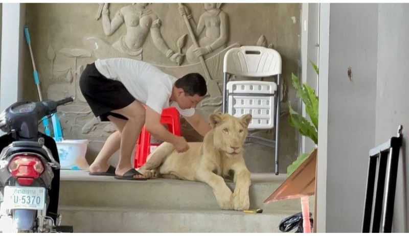 ގަވާއިދާ ހިލާފަށް މީހަކު ސިންގާއެއް ގެންގުޅޭކަން ޓިކްޓޮކުން ފަޅާއަރައިފި