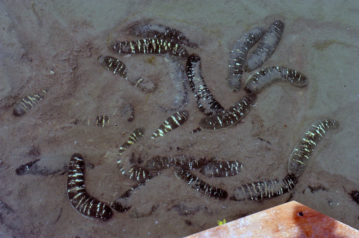 ހުއިފިލަނޑާތައް ނީލަން ކިޔައިގެން ލިބޭ ފައިސާ ތަކެތީގެ ވެރިފަރާތާ ހަވާލުކުރާނަން: އިޙްސާން