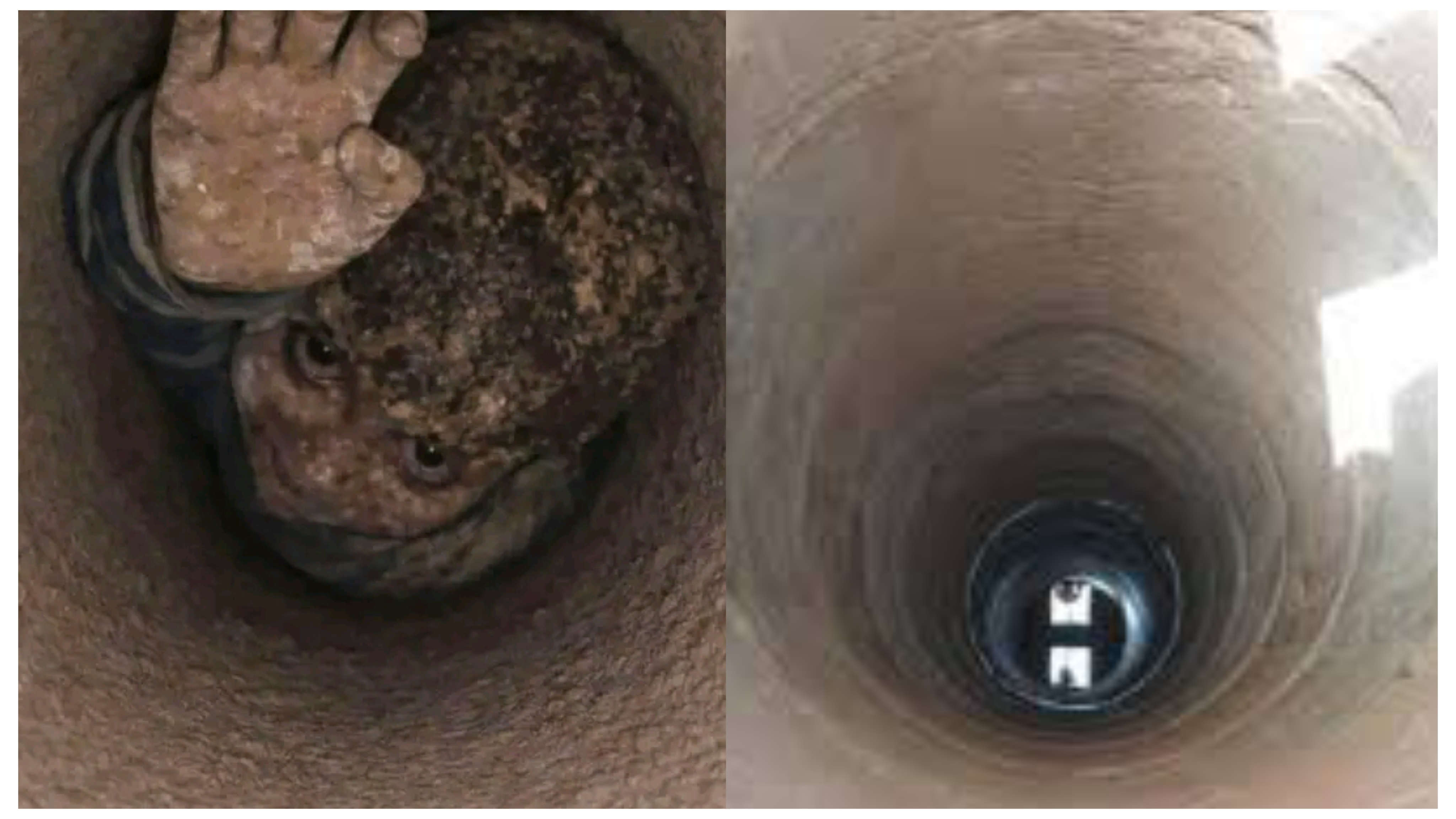 ހަނި ވަޅެއްގެތެރެއިން ކުއްޖަކު ސަލާމަތްކުރުމުގެ ކާމިޔާބު އޮޕަރޭޝަނެއް