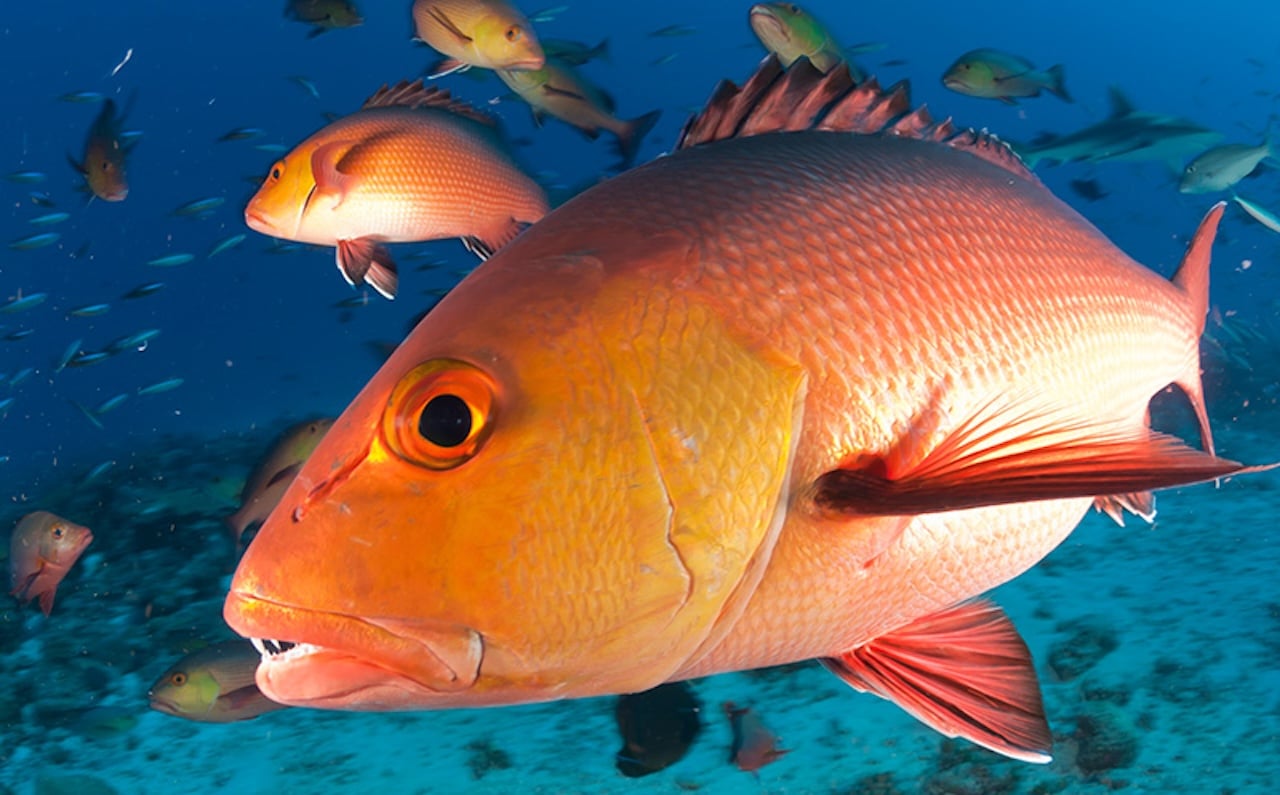 ބާޒާރުގައި ރަތްމަސް ކިލޯއެއްގެ އަގު 110 ރުފިޔާގައި؛ ކަނޑުމަހުގެ އަގު ހެޔޮވެއްޖެ