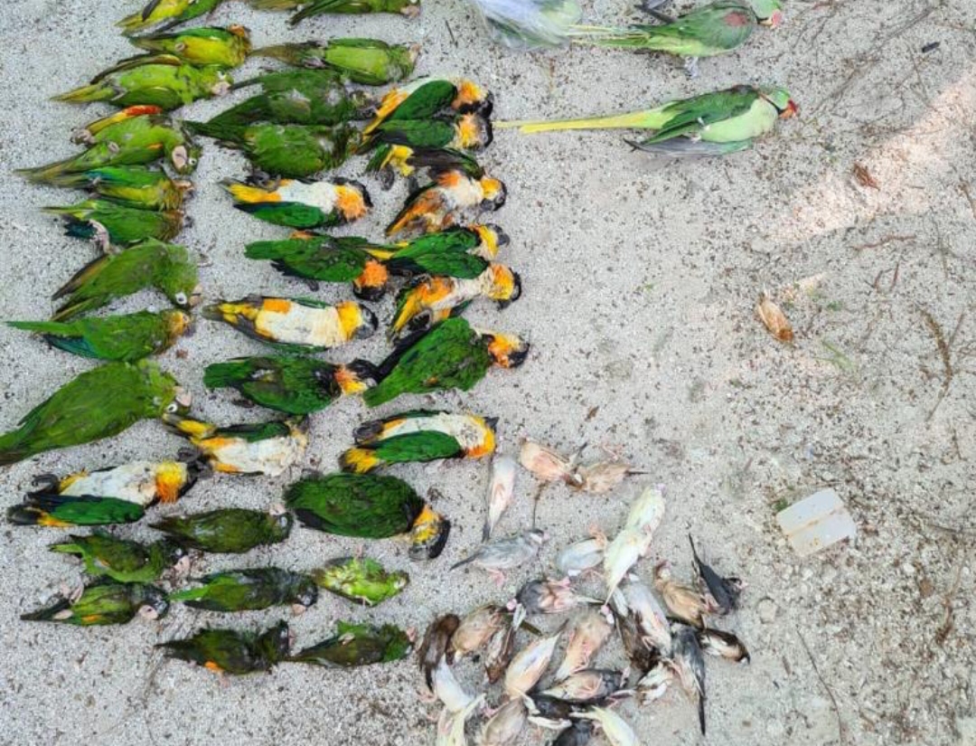 މިފަދަ ކަންކަން ތަކުރާރުނުވާނީ ގަވާއިދާއި އެއްގޮތަށް ދޫނި އެތެރެކުރުމުން: މިނިސްޓްރީ