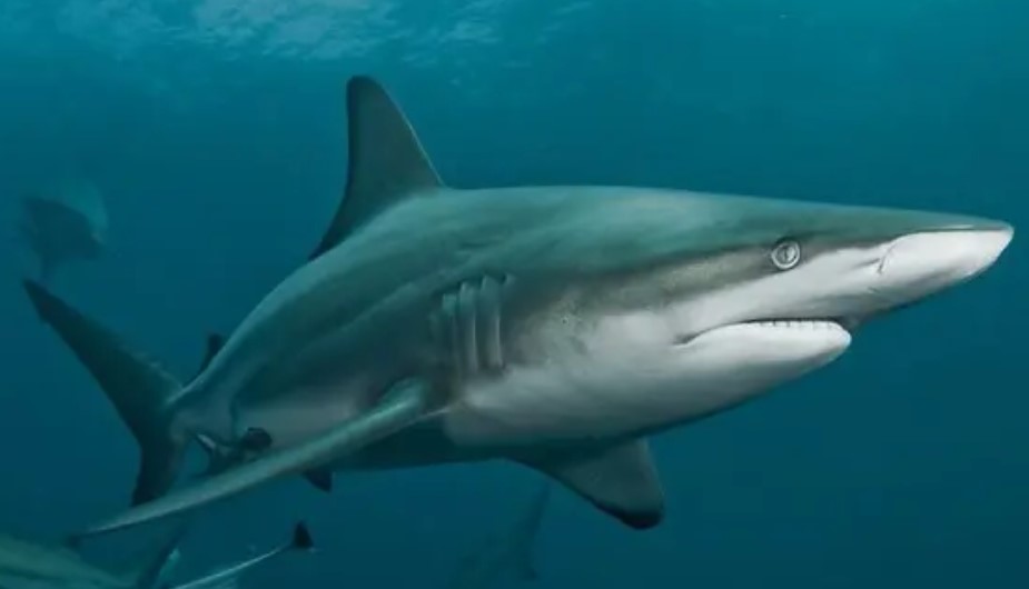 މިޔަރު ހިފުމަށް ހުއްދަ ދިނުމާ ގުޅޭ ގޮތުން ދިރާސާއެއް ފަށައިިފި