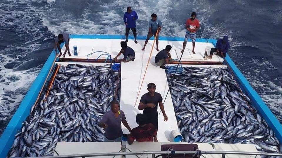 މަސްވެރިންނަށް މިހާތަނަށް 385 މިލިއަން ރުފިޔާ ދޫކޮށްފި