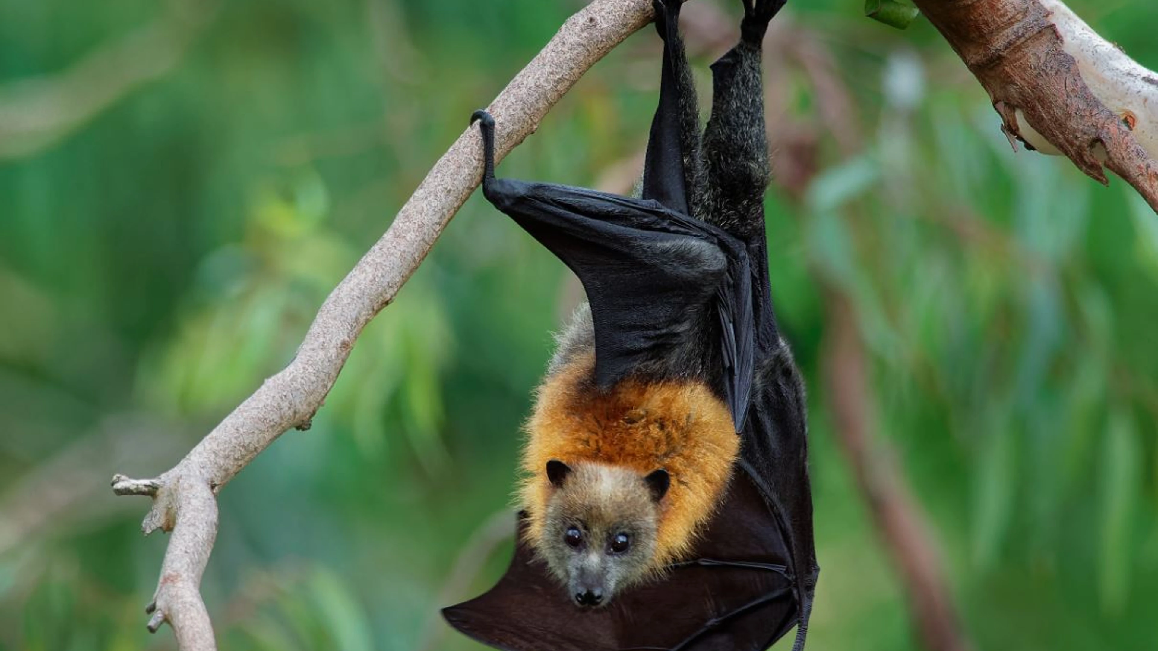 އިންޑިއާގައި ނިޕާ ވައިރަސް ފެތުރޭތީ ތައިލެންޑުގެ އެއާޕޯޓުތަކުގައި ފަސިންޖަރުން ސްކްރީން ކުރަން ފަށައިފި