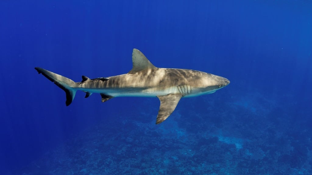 މިޔަރު މަސްވެރިކަން ހުއްދަ ކުރަން އެއްވެސް މަޝްވަރާއެއް ނުކުރޭ: މިނިސްޓްރީ