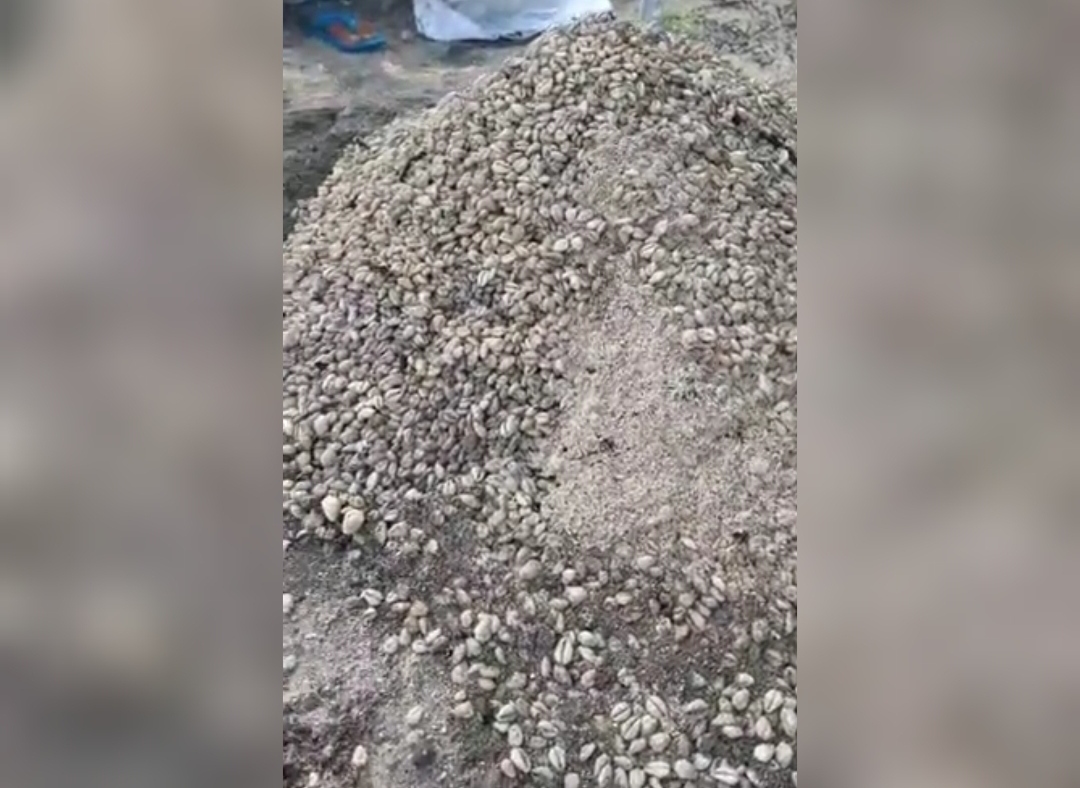 ގިނަ ޒަމާންތަކެއްވެފައިވާ ބޮލިވަޅެއް ރިނބިދޫއިން ފެނިއްޖެ