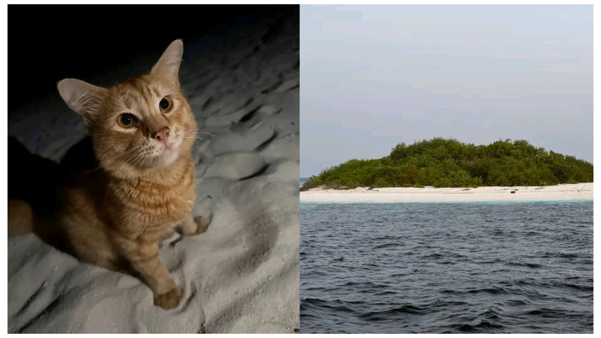 ފެންބޯފިނޮޅުގައި ހާލުގައި ޖެހިފައިވާ ބުޅާ ސަލާމަތްކުރުމަށް ޒޫފިލިސްޓް ސޮސައިޓީން ބޮޑު އޮޕަރޭޝަނެއްގައި