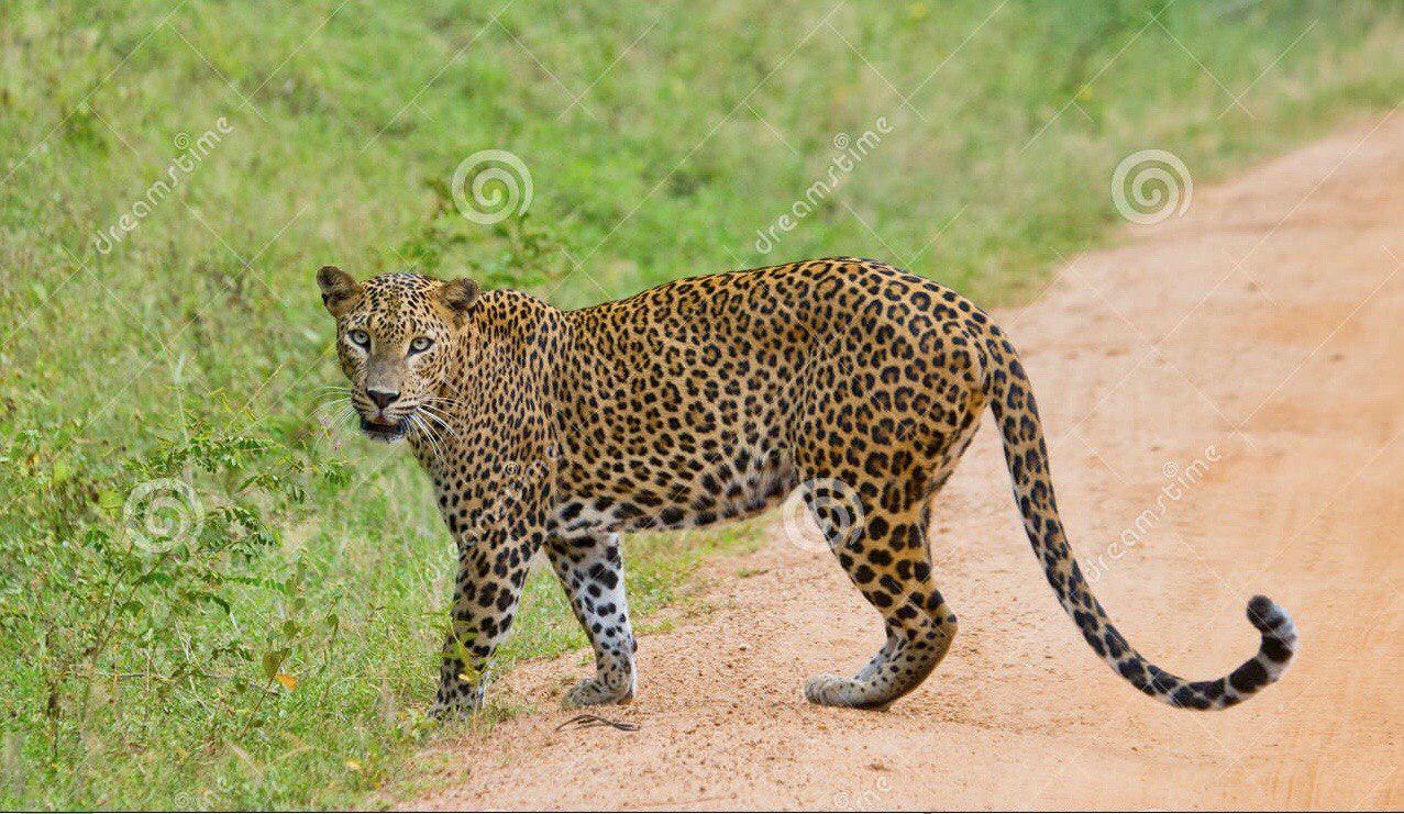 ލޮކްޑައުންގައި އޮތް ލަންކާގެ މަގުމަތީގައި ވަލު ޖަނަވާރު