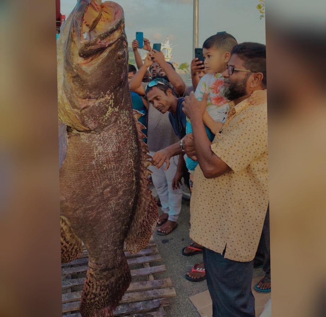 މަރަދޫ ބަނދަރުގެ ނެރުމަތިން 6 ފޫޓުގެ ފާނައެއް ބާނައިފި