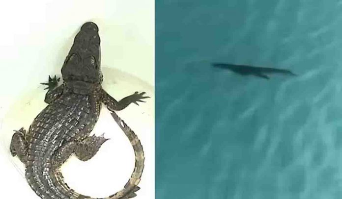 އިންޑިއާގެ ޑާޑަރް ސަރަހައްދުގެ ސްވިމިންގ ޕޫލަކުން ކިނބުލެއް ފެނިއްޖެ