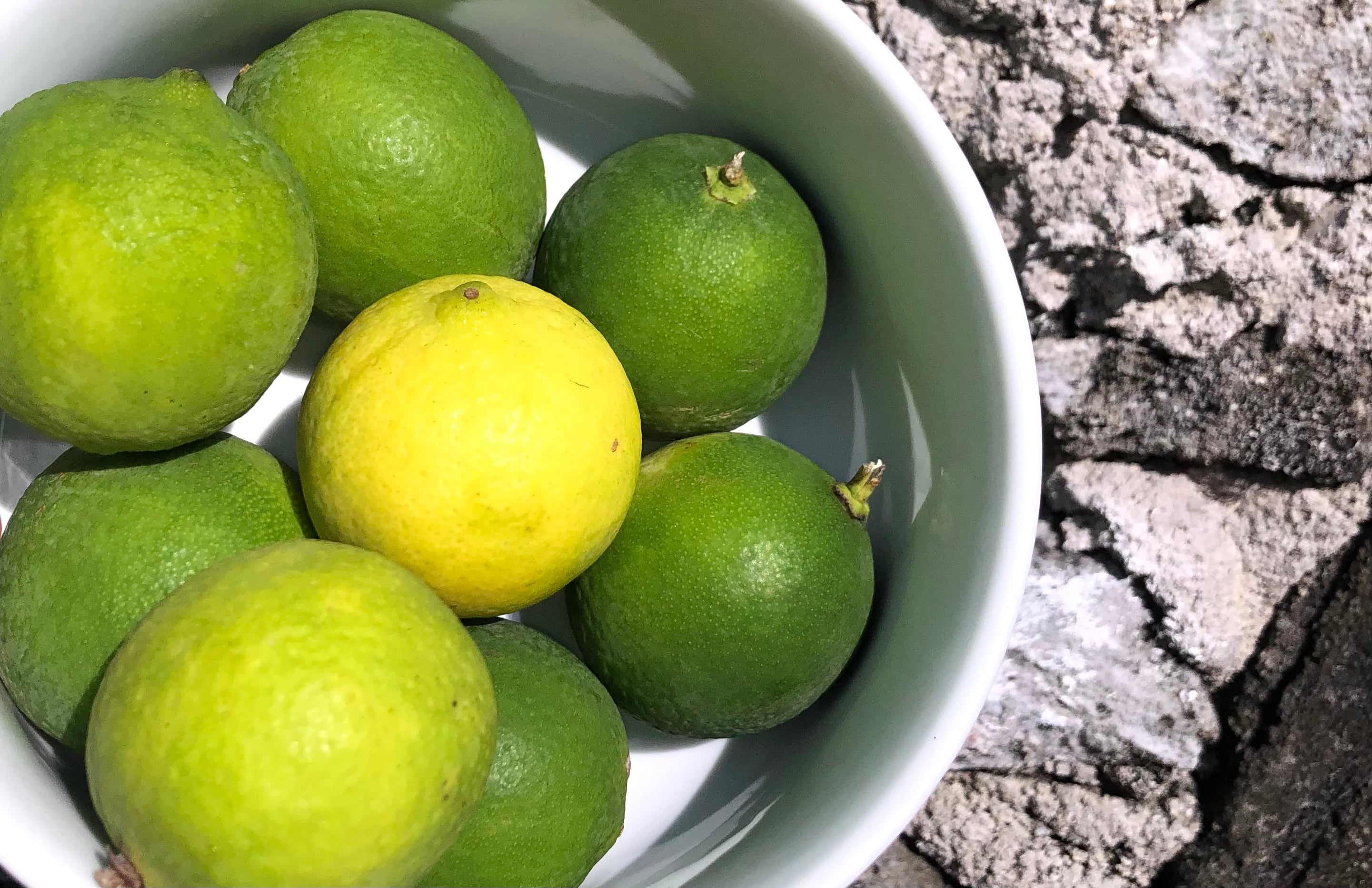 އެސްޓީއޯއިން ލުނބޯ އެތެރެކޮށް އަގުހެޔޮކޮށް ވިއްކަން ފަށައިފި