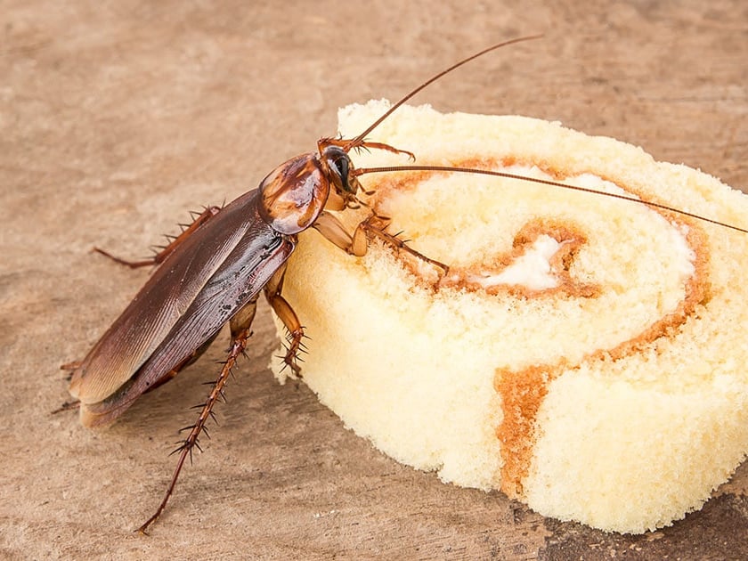 ބަދިގެއިން ކުރަފި ނައްތާލާނީ ކިހިނެއް؟