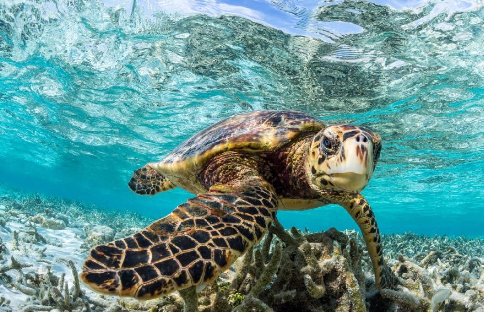 ވެލާ ކަހަނބު ހިފުން ހުއްދައެއް ނޫން؛ އެއީ އަދިވެސް މަނާކަމެއް: އީޕީއޭ