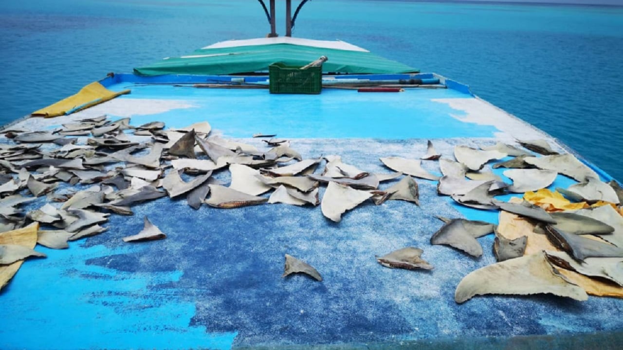 ރާއްޖޭގައި ކަށިމިޔަރުގެ މަސްވެރިކަމަށް އަލުން ހުއްދަދީފި