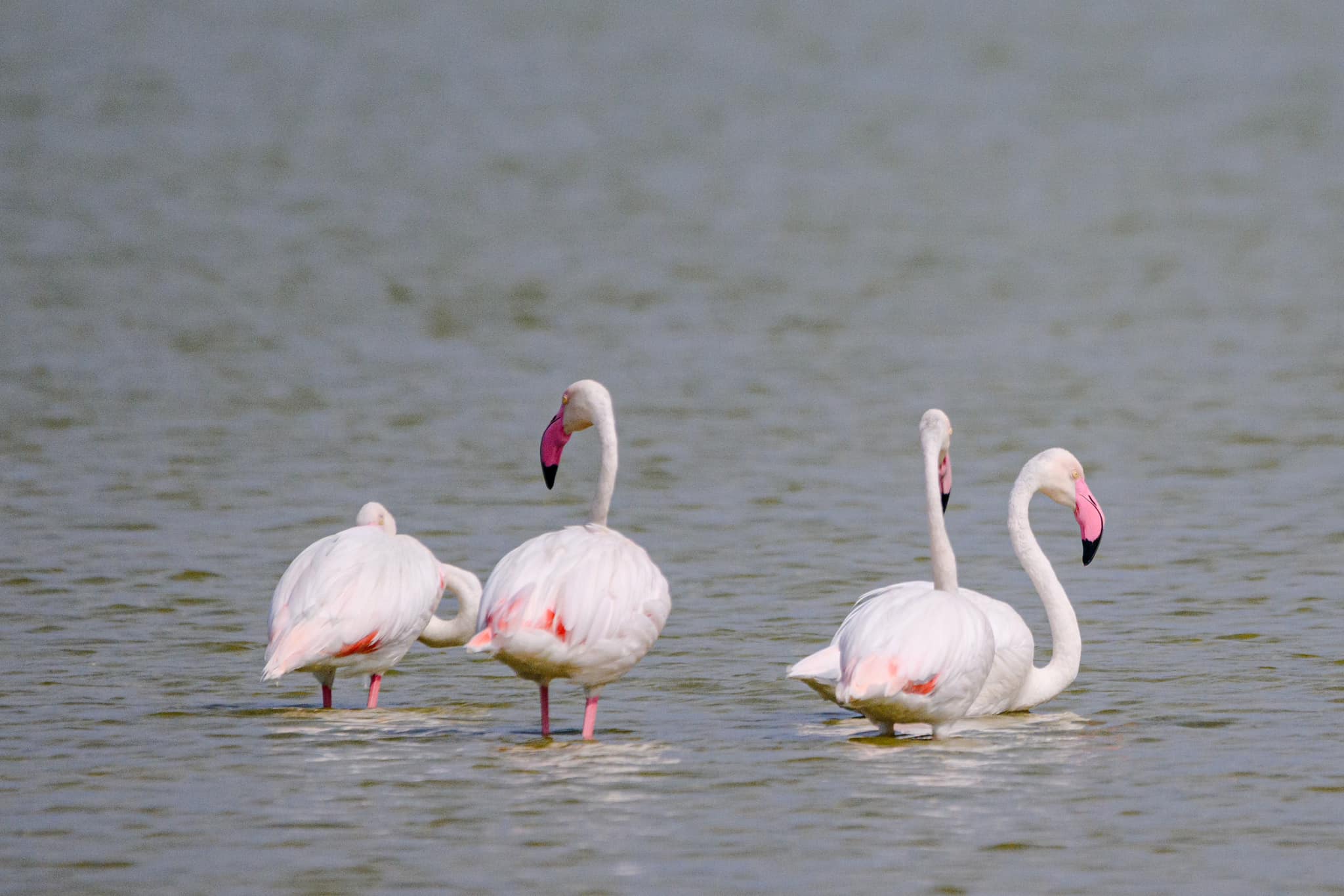 ކުޅުދުއްފުއްޓަށް އަނެއްކާވެސް ގުޑުގުޑާދޫނިތަކެއް ޒިޔާރަތްކޮށްފި