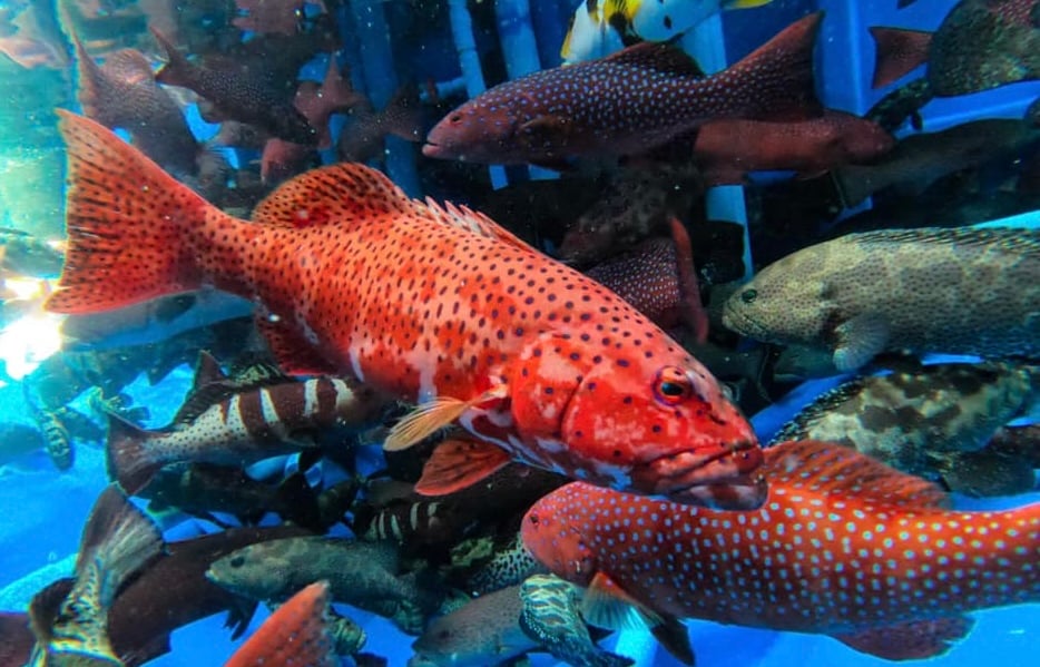 ފާނައިގެ މަސްވެރިކަމަކީ ދެމެހެއްޓެނިވި މަސައްކަތަކަށް ހެދުމަށް އިލްތިމާސްކޮށްފި