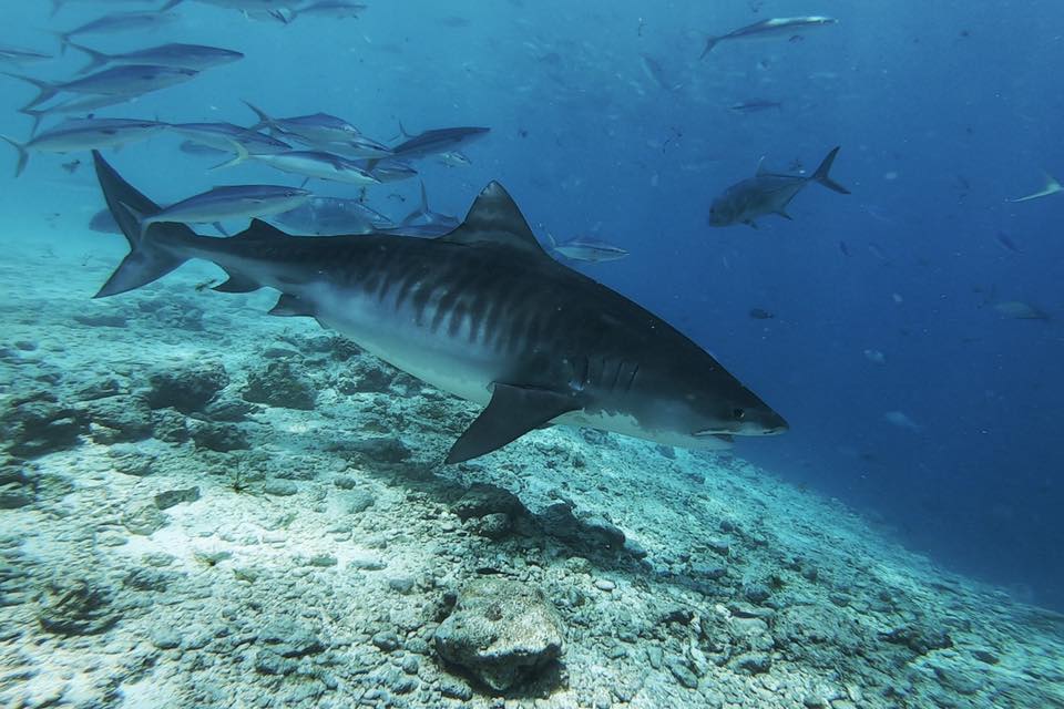 މިޔަރުގެ މަސްވެރިކަމަށް ހުއްދަދޭން މަޝްވަރާކުރަނީ