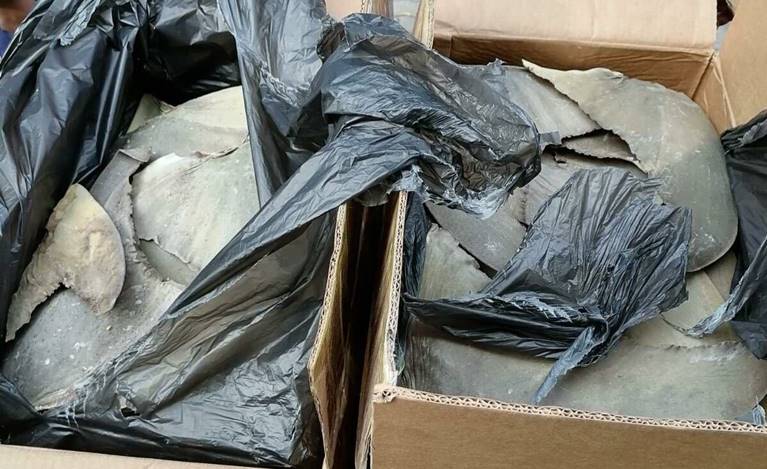 އަތުލައިގަތް މިޔަރު އުރަހަތައް ހުރީ އެންޒީގެ ފޮށިގަނޑުތަކެއްގައި