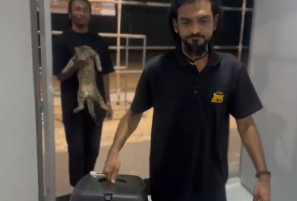 އިނގުރައިދޫގައި އުޅޭ ބުޅާތައް ފަޅުރަށަކަށް ގެންގޮސްދޭނެ ފަރާތެއް ހޯދަނީ