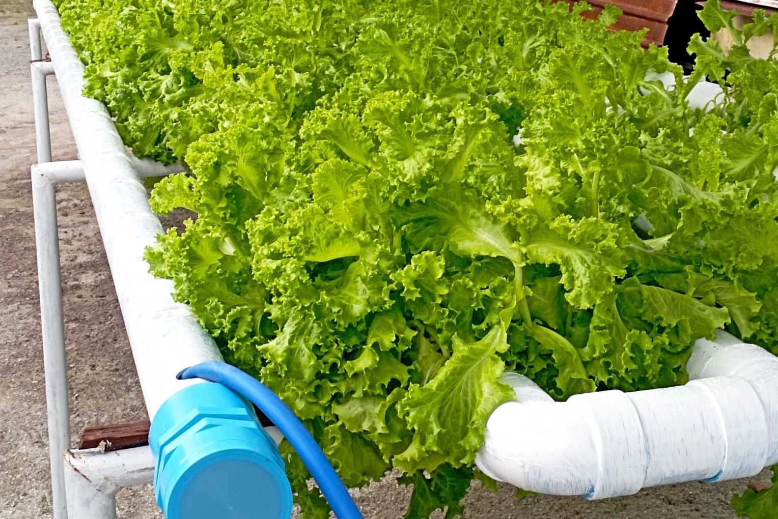 ހައިޑްރޯފޯނިކްސް އާއި ވާޓިކަލް ފާމިންގެ މަސައްކަތް ފެށުމަށް ސަރުކާރުން ތައްޔާރުވެއްޖެ