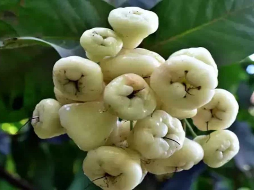 ޖަނބުރޯލުން ލިބޭ ފައިދާތައް އެނގޭތަ؟