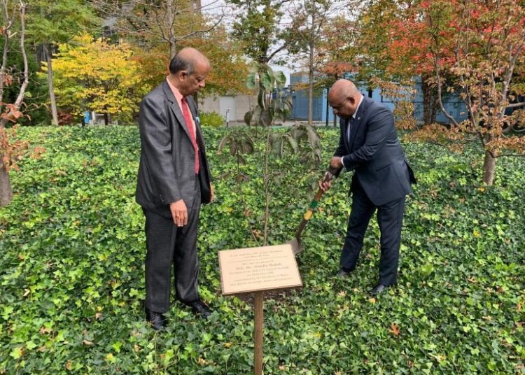 ކޮޕް ސަމިޓަށް ވަޑައިގަތުމުގެ ކުރިން ޝާހިދު އިންދެވީ ގަހެއް!