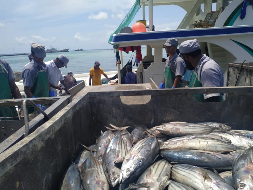 މަސްވެރިން މަސްކިރަން ކިޔޫގައި؛ މިފްކޯއިން ބުނީ ބާނާ މަސް ކިރަން ދަތިކަމަށް