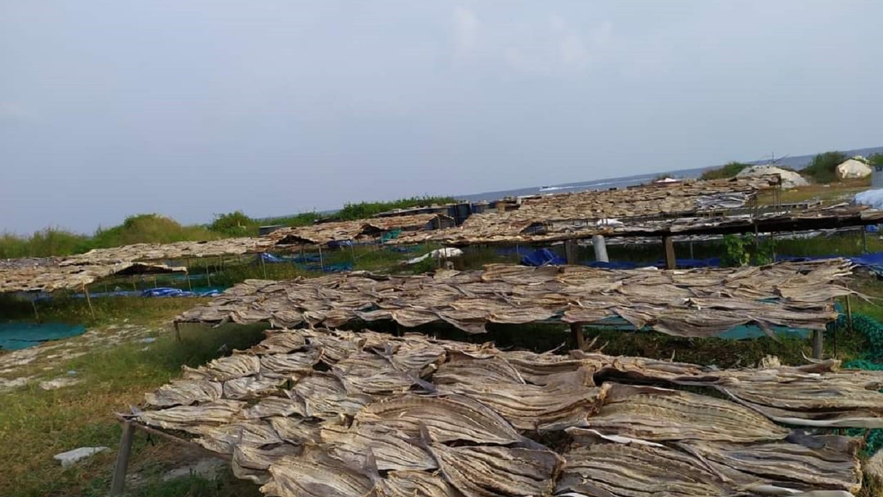 ލޮނުމަސް ބޭރު ނުކުރެވި އިހަވަންދޫ މަސްވެރިން ގޮތްހުސްވެއްޖެ