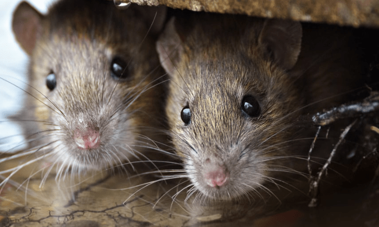 ފުލުހުންގެ ބެލުމުގެ ދަށުގައި ހުރި މަސްތުވާތަކެތި މީދާތަކެއް ކައިހުސްކޮށްފި