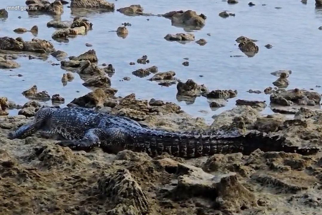 ކަނޑިންމަ ރިސޯޓް ކައިރިން ކިނބުލެއް ފެނިއްޖެ