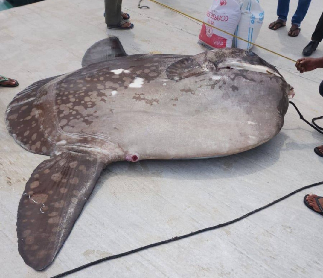 މަދުން ނޫނީ ނުފެންނަ ވައްތަރެއްގެ މަހެއް ރާއްޖެއިން ބާނައިފި