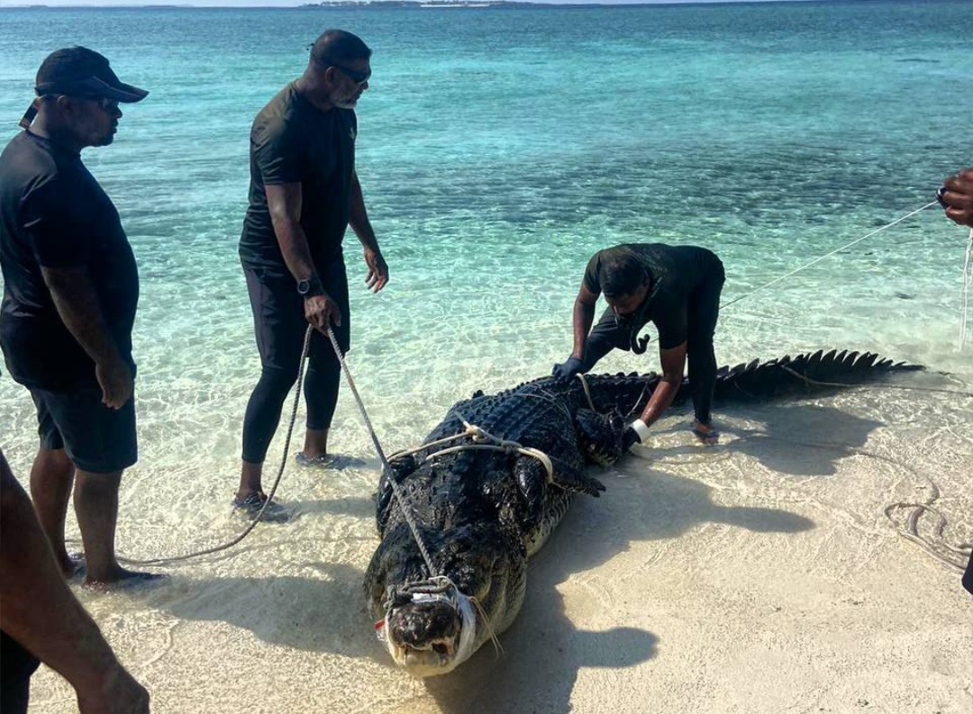 ކ.ބޮލިދުއްފަރު ކައިރިން ފެނުނު ކިނބޫ ހިފައިފި