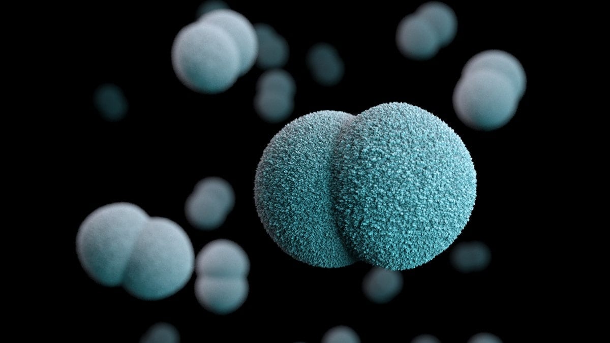 މެނިންގޯކޮކަލް އަކީ ކޮންމެ އުމުރެއްގެ މީހަކަށްވެސް ޖެހިދާނެ ބައްޔެއް