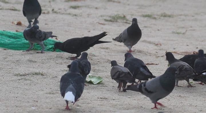 މާލޭގައި ކޮތަރުތައް ބަނޑަށްޖެހި އެންމެ ފަހުން މަގޫފަތް ކަނީ