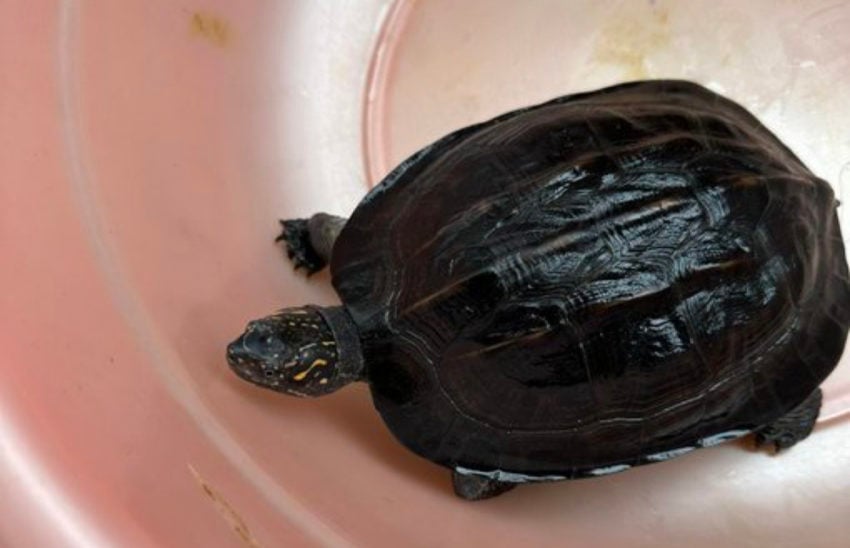 މާލޭން ފެނުނު ކުޑަ ކަންޒުކަހަނބެއް ކާށިދޫގެ ޗަސްބިމަށް ދޫކޮށްލައިފި