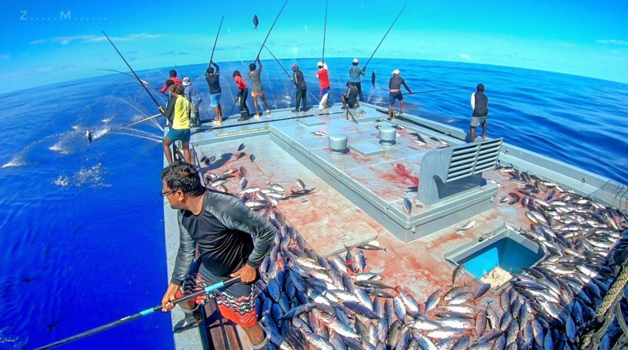 މިފްކޯއިން މަސް ގަތް މިންވަރު 39.71 އިންސައްތަ ދަށަށް