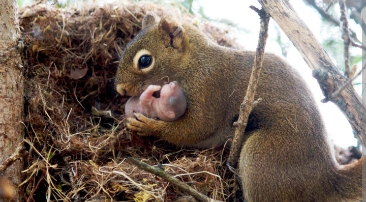 ލާމަސީލު މިސާލެއް: އެކަނިވި ކުޑަ މީދާ ފުލަނދަކަށް އައު މަންމައެއްގެ ލޯބި ލިބިއްޖެ