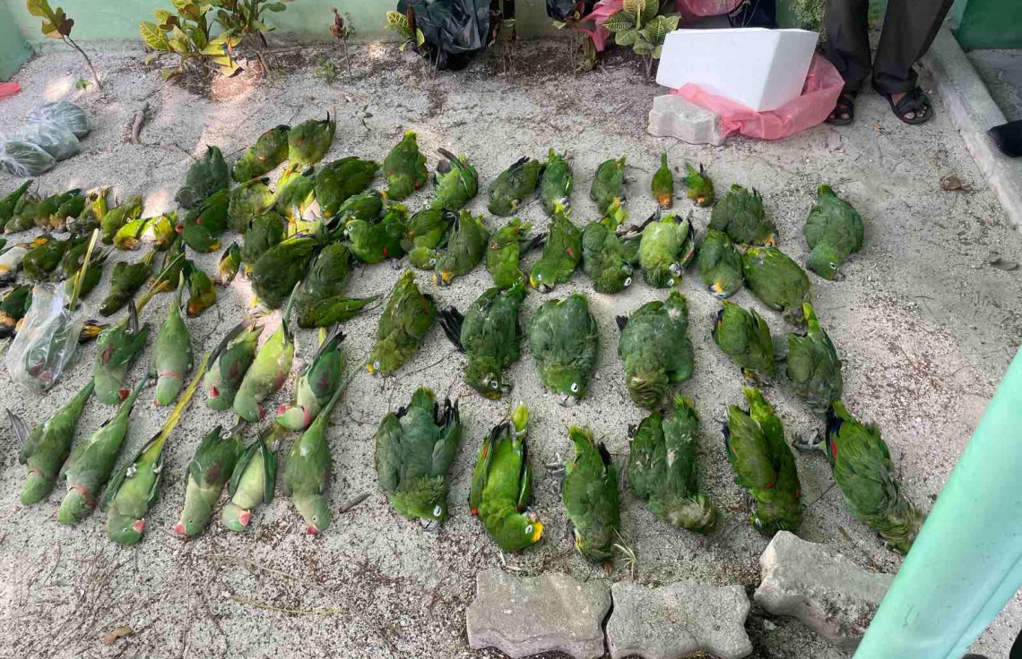 ދޫނިތައް މަރާލި މައްސަލައިގެ ރިޕޯޓް ރައީސަށް ފޮނުއްވައިފި