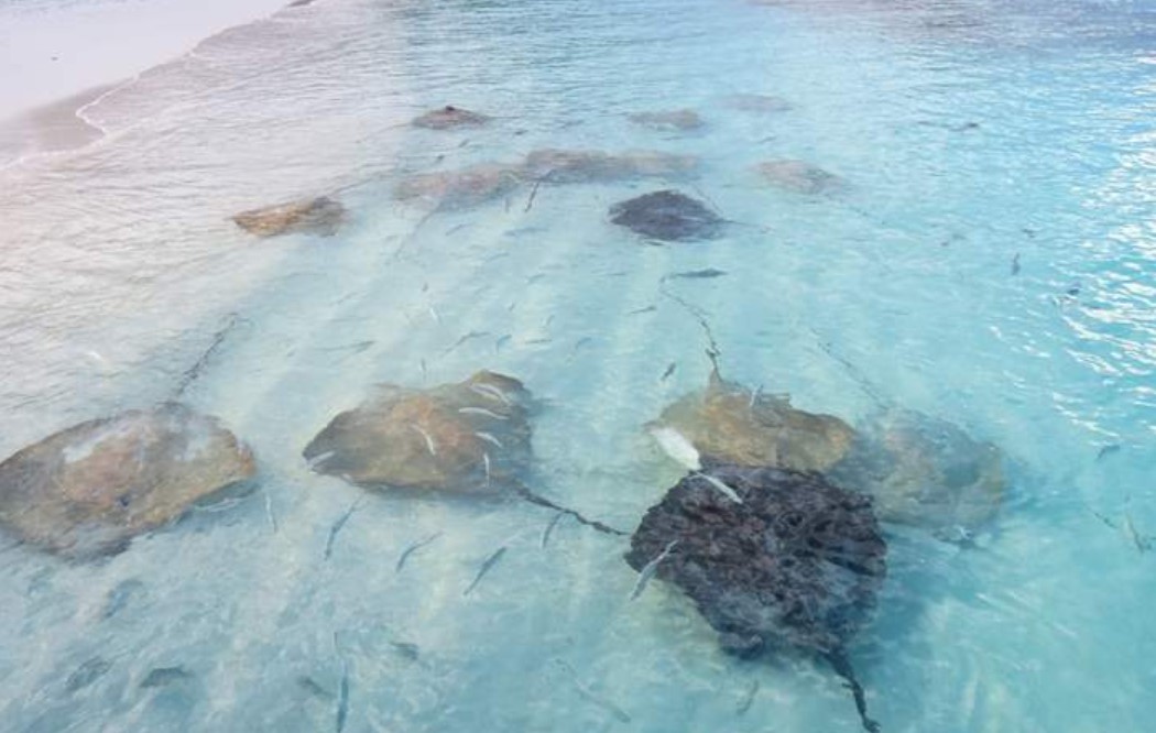 ނެލިވަރާއި ހުރާފަރަކީ ހިމާޔަަތްކޮށްފައިވާ ދެ ސަރަހައްދުގެ ގޮތުގައި ކަނޑައަޅައިފި