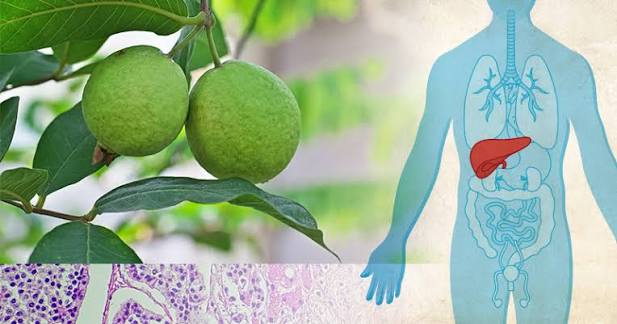 ފޭރުން ފުރަމޭގެ ކެންސަރަށް އުންމީދީ ފަރުވާއެއް: ސައިންސްވެރިންގެ ބޮޑު ކާމިޔާބީއެއް