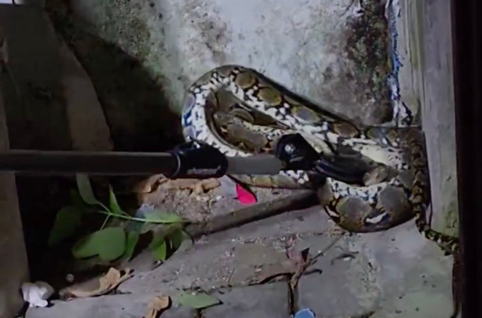 މާލެއިން ބޮޑު ހަރުފައެއް ފެނިއްޖެ